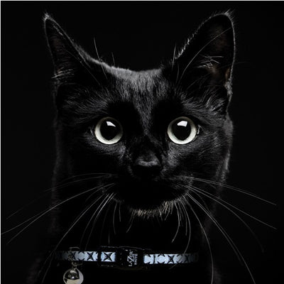 lazer_brite_diamond_collar_cat_2