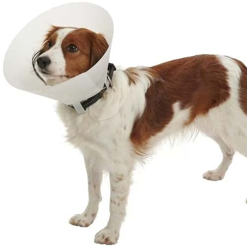collar_isabelino_perro_5703188040282.jpg