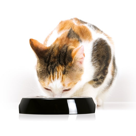 comedero_borde_bajo_individual_negro_cat_it_felino_022517438718.jpg