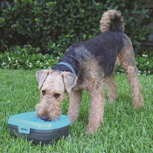 dog_h20_fuente_bebedera2_4897030554384.jpg