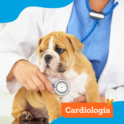 Consulta Especialidad Cardiología