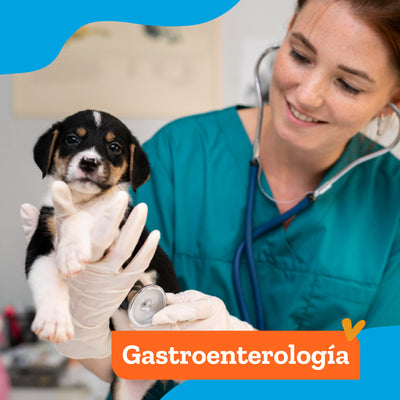 Consulta Especialidad Gastroenterología