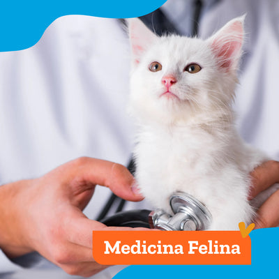 Consulta Especialidad Medicina Felina