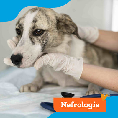 Consulta Especialidad Nefrología