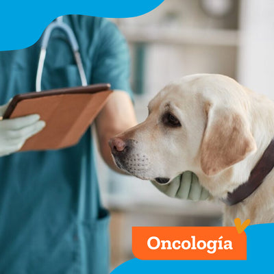 Consulta Especialidad Oncología