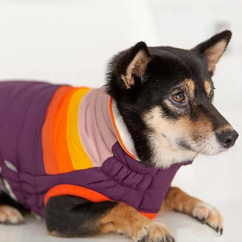 gfpet_parka_morado2_perro_824348731729.jpg