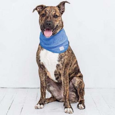 gf_pet_ice_bandana2_perro_824348309522.jpg