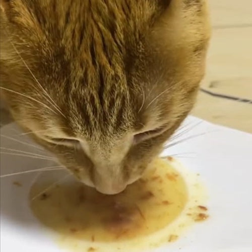 leonardo_drink_pato2_gato_4002633756619.jpg