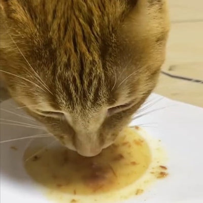 leonardo_drink_salmon2_gato_4002633756626.jpg