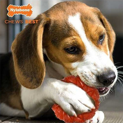 nylabone_aro_mordisqueable2_perro_018214850021.jpg