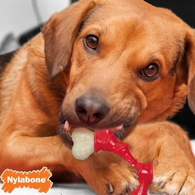 nylabone_hueso2_perro_018214826484.jpg