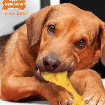 nylabone_hueso_queso2_perro_018214841043.jpg