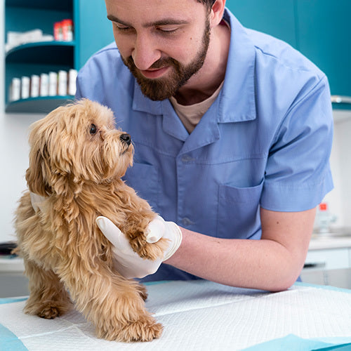 Servicio Microchip