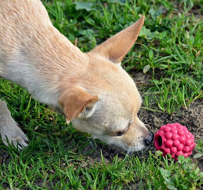 planet_dog_juguete_frambuesa_perro2_834447004976.jpg