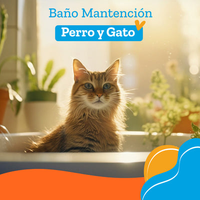Peluqueria Baño Mantencion