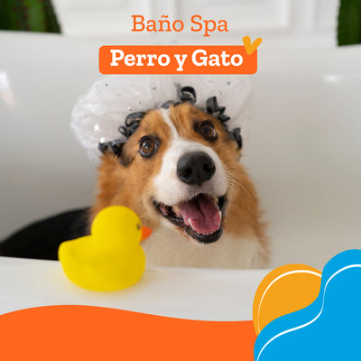 Peluqueria Baño Spa