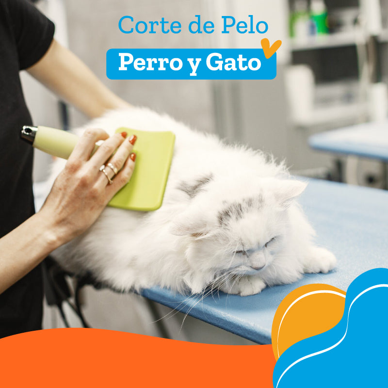 Peluqueria Corte de Pelo