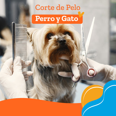 Peluqueria Corte de Pelo