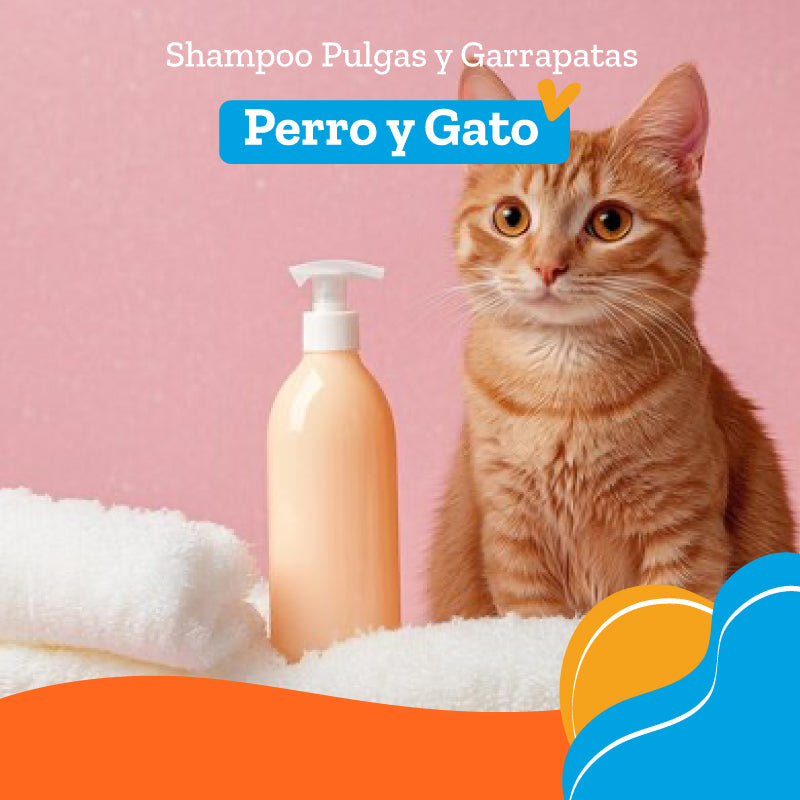 Peluqueria Shampoo