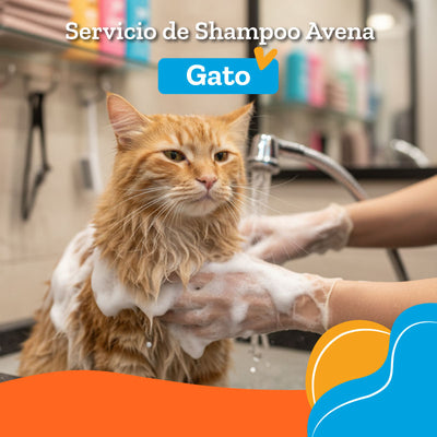 Servicio de Shampoo Avena + Perfume francésss