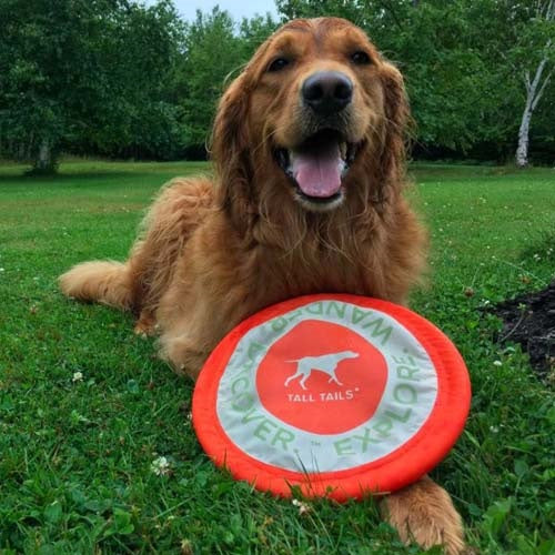 tall_tails_disco_volador2_perro_022266148586.jpg