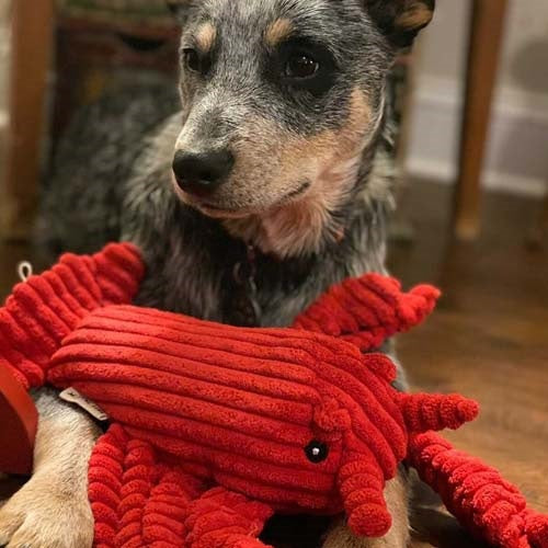tall_tails_peluche_cangrejo2_perro_022266174790.jpg