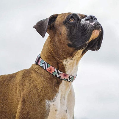 zeedog_mahalo_collar2_perro_7898582465200.jpg