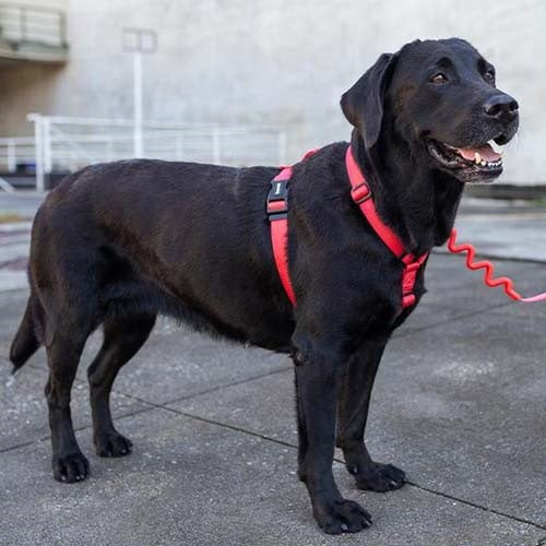 zeedog_coral_arnes2_perro_7898582508815.jpg