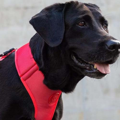 zeedog_coral_arnes2_perro_7898582509034.jpg