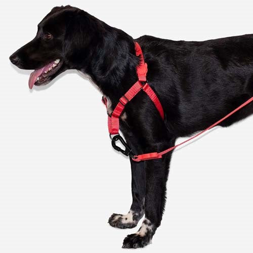 zeedog_coral_arnes2_perro_7898582509201.jpg