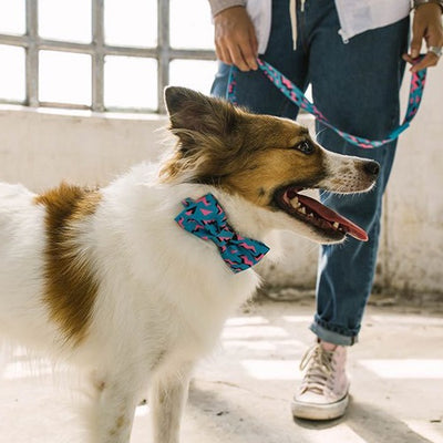zeedog_crosby_bow_tie_large2_7898582474981.jpg