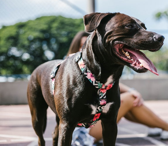 zeedog_mahalo_h_harness_perro_7898582465385.jpg