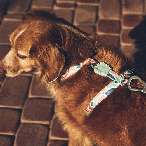 zeedog_marcuch_hharness_perro_small2_7898582496075.jpg