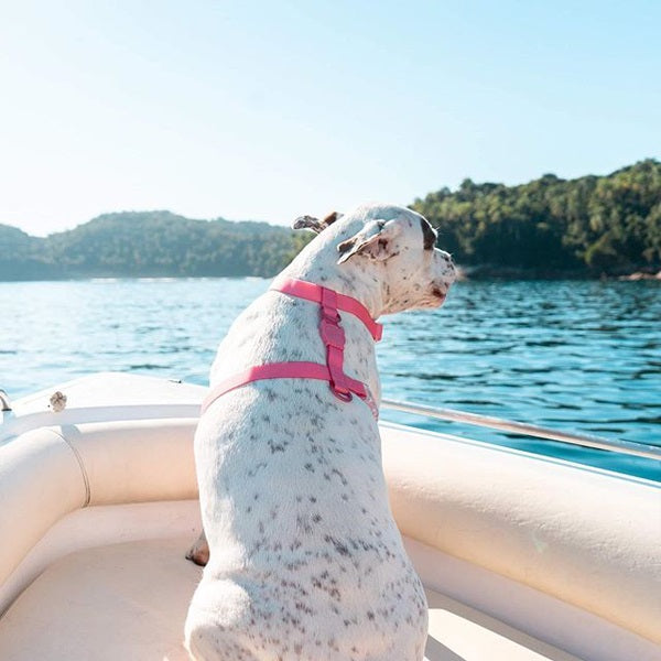 zeedog_neopro_bubblegum_hharness_medium2_arnes_perros_7898582485949.jpg