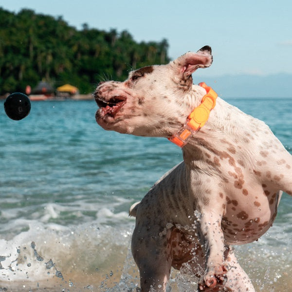zeedog_neopro_tangerine_collar_extrasmall2_collar_perros_7898582485833.jpg