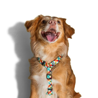 zeedog_phantom_hharness_small2_arnes_perro_7898582464340.jpg