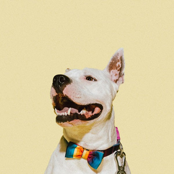 zeedog_prisma_tie_single2_corbatin_perros_7898582476275.jpg