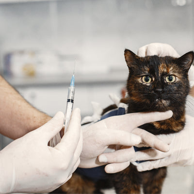 Vacuna Triple Felina