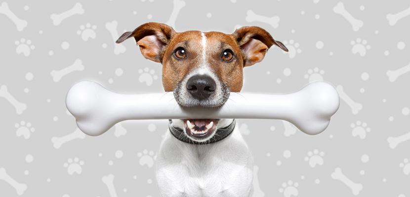 ¿Por qué los perros entierran los huesos?