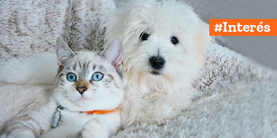 ¿A qué se debe la caspa en perros y gatos?