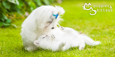 ¿Cómo proteger a nuestras mascotas de las altas temperaturas?