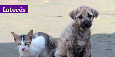 Por qué pelechan nuestras mascotas