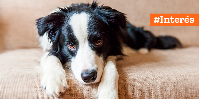Cómo puedes ayudar a tu perro a sobrevivir la cuarentena por coronavirus