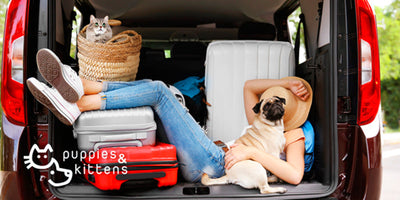 Prepárate para viajar con tu mascota en el auto