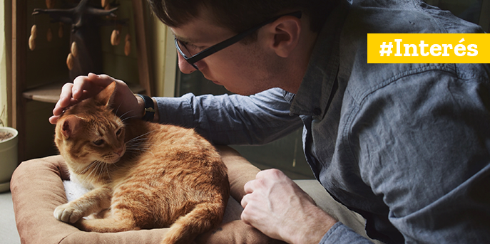 Las 5 Consultas Más Frecuentes En Las Clínicas Veterinarias
