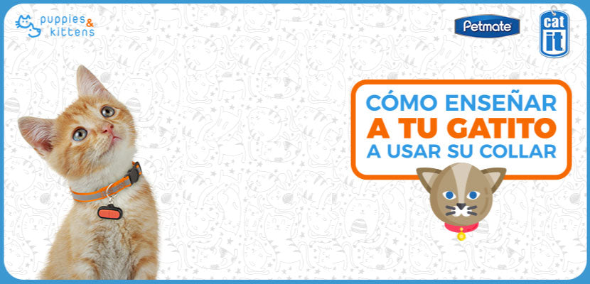 ¿Cómo enseñar a tu gatito a usar su collar?