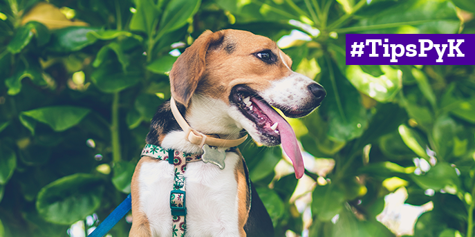 ¿Qué hacer si se adopta un perro adulto?