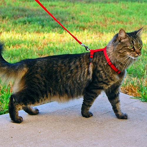 arnes2_gato_7852052631120.jpg