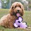 beco_juguete_koala2_perro_5060189755738.jpg