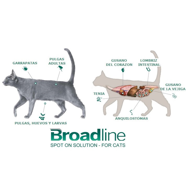 broadline_7809599502086.jpg